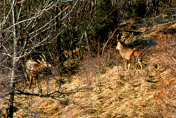 PASSIONE PER IL CERVO